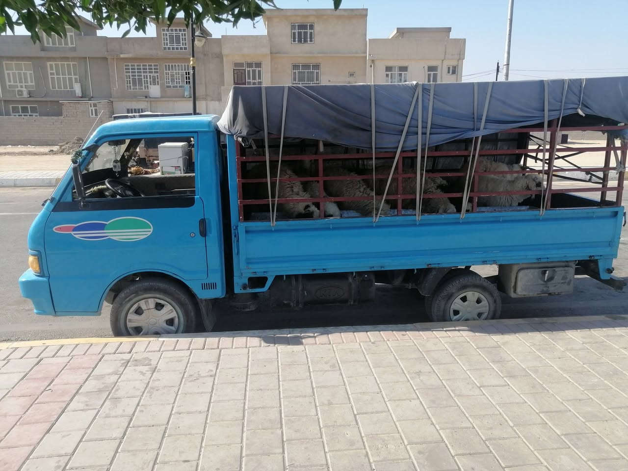 سياره كيه 96 مصبوغه عام جمليه عنوان ديالى بعقوبه سعر 55 بيها مجال ***********
