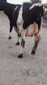 ياالله اللهم صلى على محمد وال محمد بجر اول بطن هولشتاين ورها عجل متعهد كافه شروط  الجني ضمان 4 ايام من كل عيب باقي التفاصيل داخل الفيديو مكان بغداد
واتس *********** يرهم مراوس بحلال حسب الاتفاق 
*********** يوجد توصيل حسب الاتفاق
