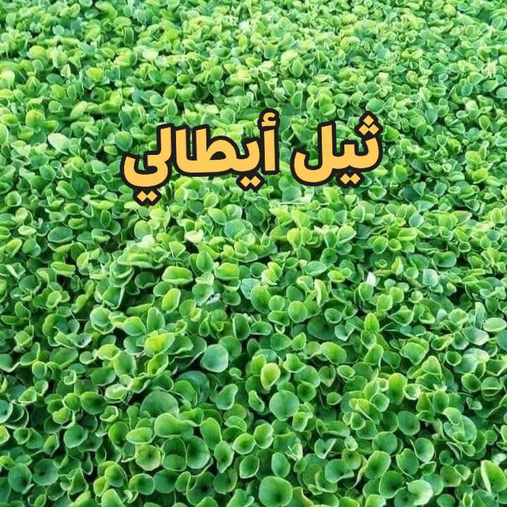 توفر ثيل بكل أنواعه في مشتل نوروز 
خاطر تاخذ الثيل الي يفيدك مكتوبة تفاصيل الثيل ومميزاتة وأسعارة موجودة تحت كل صورة 
عنوانا : ذي قار ـ رفاعي ـ مقابل جامعة سومر كلية الطب 
للأستفسار والأتصال : ***********
