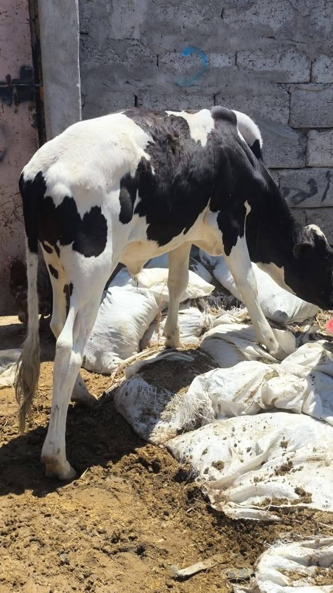 اخوان يوجد حوالي للبيع
العدد 4 كلهن جنس فول خشنات رقم واحد 
مالات ربط. خشانه فول وجنس درجه اولئ 
وين جنايه وين رباطه حوالي كاملات 

شرقاط قريه شكراً 
يوجد خدمة توصيل 
*********** 
اخوان حوالي خشنات وجنس فول
سعر جوز 3100 وبي مجال شي قليل
