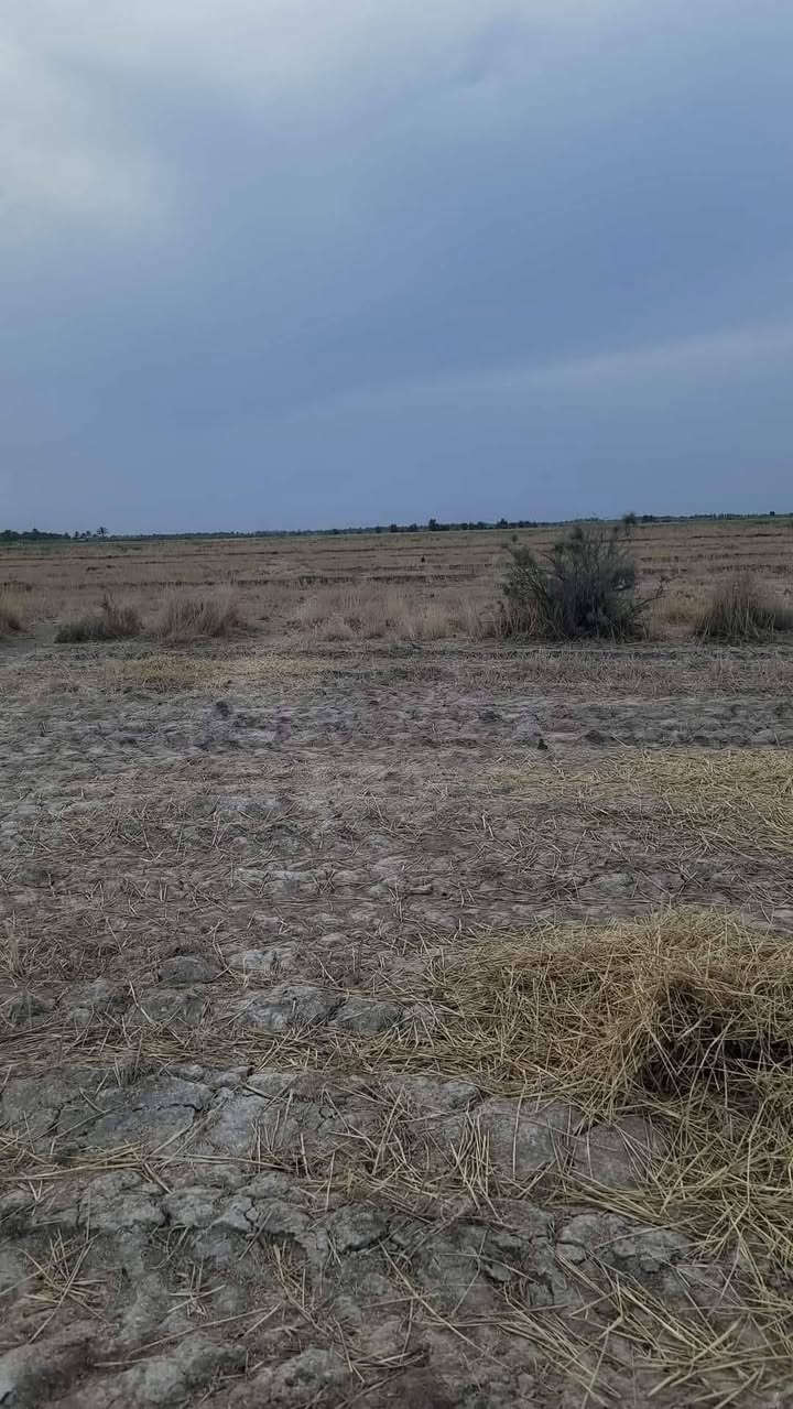 للبيع 5دوانم زراعي على شط الحلو نهر الوفاء متوفر شارع مع شاطي (كرمه)
يصلح الزراعه والدواجن وزراعة النخيل 
العنوان سديناويه /ناحية أور 
الاستفسار اكثر 
***********
