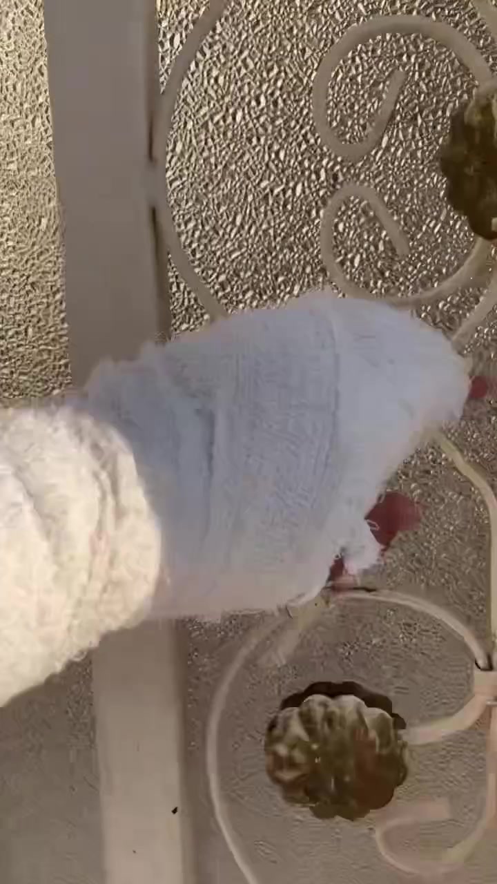خانو 100م لە 5حسارۆک نزیک بازاری زیلان و جادەی  کۆرنیش وەک دیارە زۆر پاکو  خاوێنە بێ مەسرەفە مەکتەبی زۆر لێنزێکە لە کۆتای ڤیدۆکە دیارە پاسی بازار بە سەری فەڕح دادێت بازاری زیلانی لێنزێکە
***********

