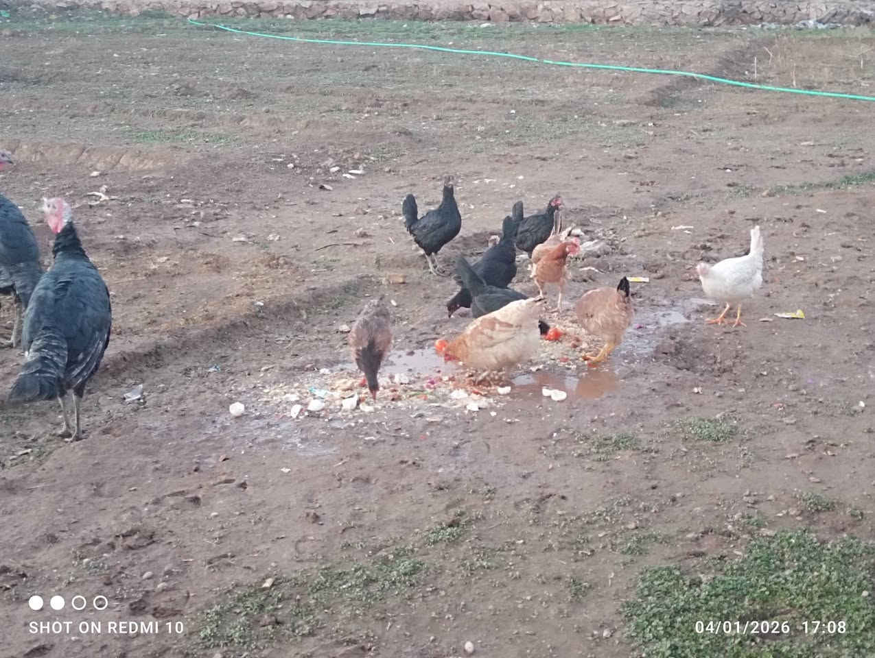 السلام عليكم موجود دجاج عرب عتاكي للبيع + ديج بصره للبيع السعر اتصل عل رقم ***********
