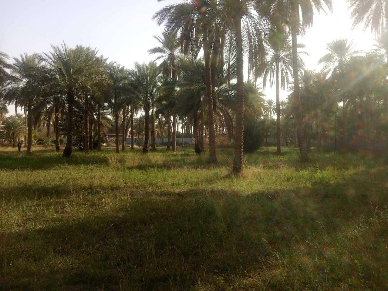 فرصه استثماريه للايجار سنويا
قطعه ارض بستان تحتوي ع 120نخله صالحه للزراعه بمساحة 4 دونم ونصف تصلح كمخازن او سكلة مواد انشائيه او للزراعه  بأيجار الارض 4مليون سنويا قابل للتفاوض ((خدمات كامله))
العنوان كربلاء الحسينيه منطقه البو غانم للاستفسار ***********
