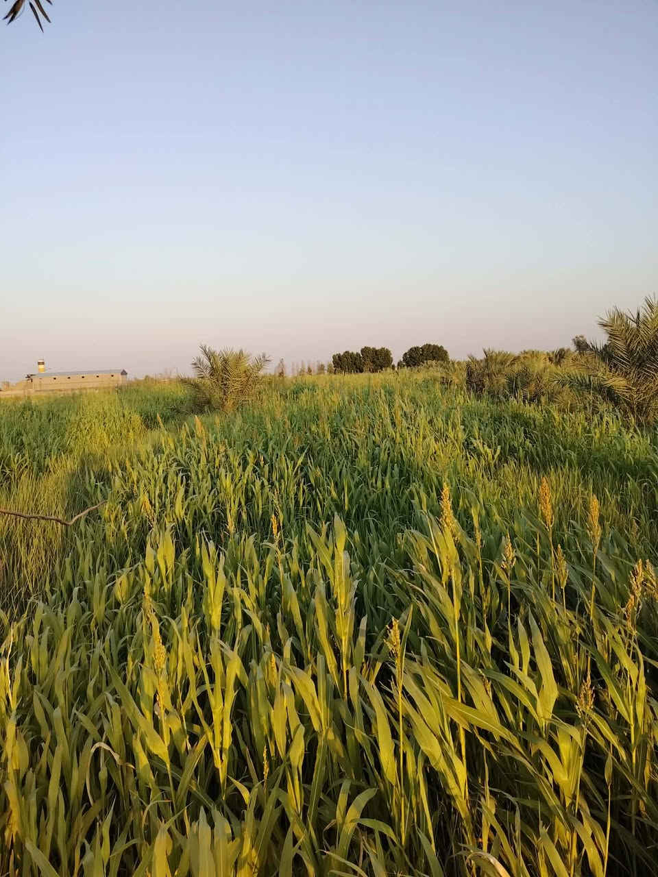 أذره 3للبيع مكان دوايه ***********
