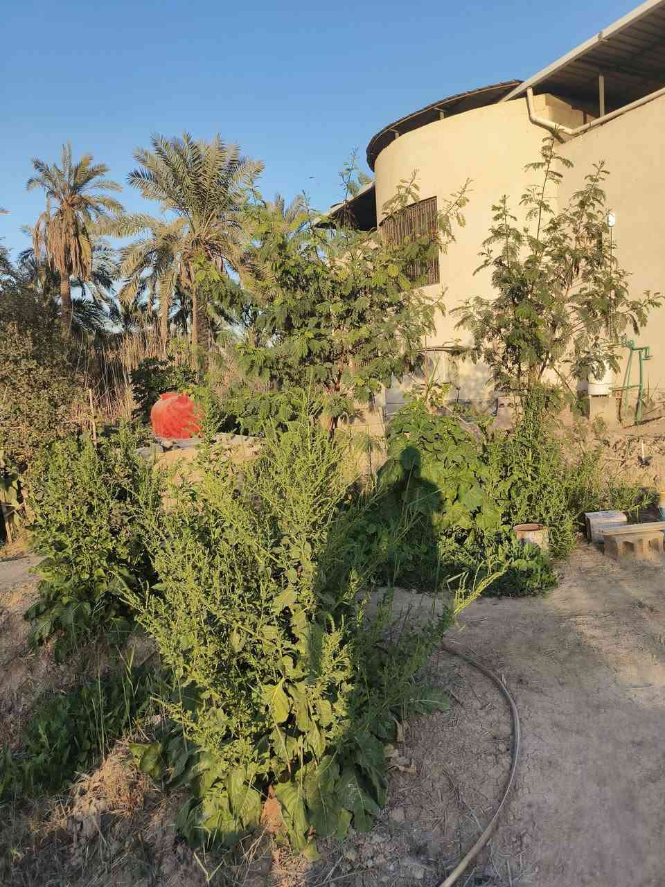 أسعد ألله أوقاتكم بكل خير🌹
الاتصال ***********
🔊 أعلان عرض أليوم أروع مايكون وبسعر مناسب ♦️

أرض مع دار سكن روعه
ألمساحه الكليه ( دونمين 5000 ألف متر )
على شارع 11 متر تبليط ( واجه لارض على شارع 60 متر مسيجه وكامله شقل درجه أولى ) 

تحتوي على دار سكن مساحة البناء 350 م
أرض مزروعه وكامله ومرتبه
على نهر جاري
جميع الخدمات متوفره ⚡

محتويات الدار ⬇️
كراج واسع + ديوان 
صاله ضيوف + موزع غرف
غرف نوم عدد 3 + مطبخ
صحيات خارجيه وداخليه

والبيت شقل درجه أولى 👍

نوع العقار : طابو ملك صرف تحويل بأسم المشتري
العنوان : البصره أبي الخصيب السبيليات شرقيه 

الاتصال ***********
