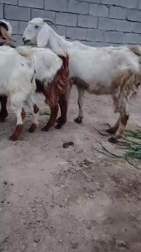 عنز مطفل توامه وراها ثلاثه بنات العام وثنين بنات السنه يعني مجموع بناتها خمسه عنز درجه اولى او رقم واحد بعدهي ثنيه ام ثاني بطن مكفوله سن وشطر عنز من نوع شامي  الشراي يتصل او يدلل المكان بغداد ابو غريب //يرهم امراوس ابحلال
***********//يوجد واتساب 
***********//يوجد واتساب
