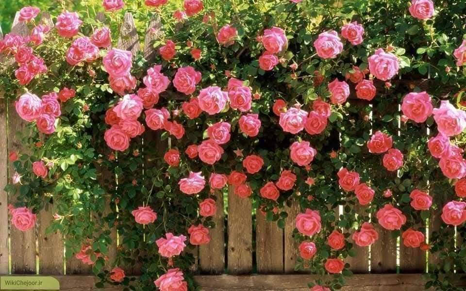 سلام عليكم توفر متسلق النسرين احجام كبيره والوان مختلفه 
عنوان الطي قرب سيطره الزنجيل جرد الملالي 
توصيل مجاني داخل التاجي والطي 
***********
