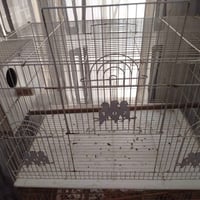 اقفاص • متاح
