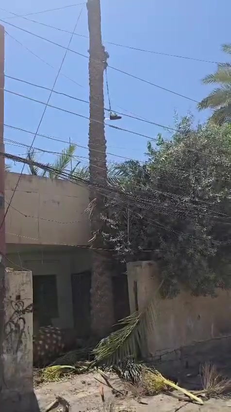 قطع أشجار نخيل بكادر متخصص***********
