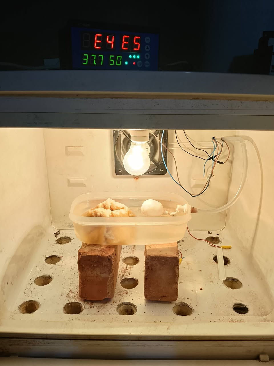 السلام عليكم فقاسة كشر ثلاجه للبيع فول اوتماتيك تاخذ ٢٨٠ بيضة سعرها ١٧٥ الف قفل


**إذا كنت صاحب هذا الإعلان وتريد حذفه لأي سبب، رجاءا أرسل رسالة إلى الدعم الفني**