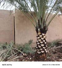 تنضيف نخل وحدايق 07830621732