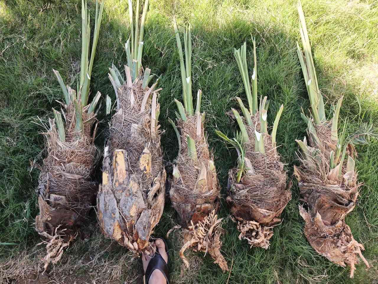 سلام عليكم مكلف بل نشر      .   للبيع فسلان  خظراوي  درجه اولى تواصل  ***********
