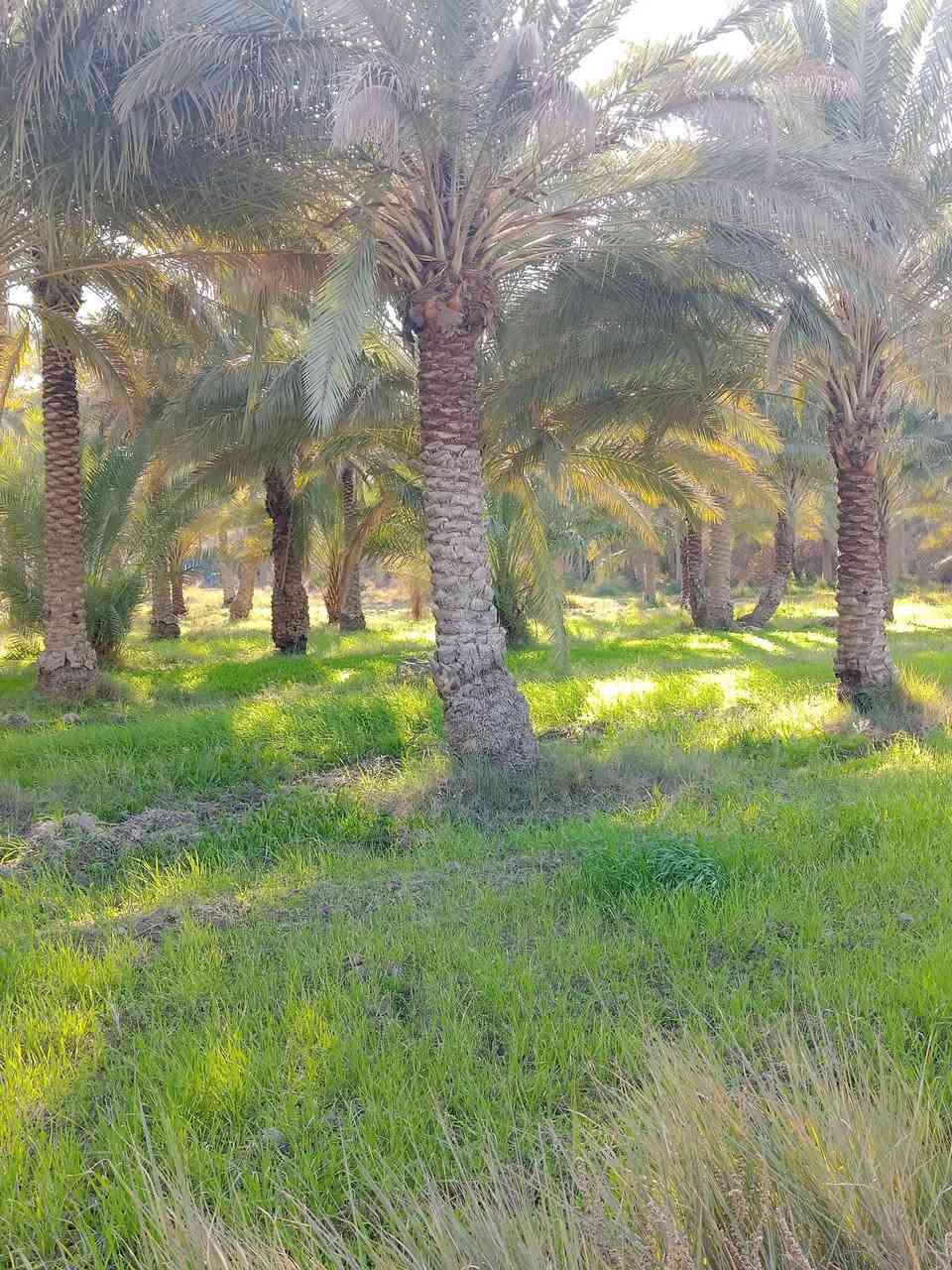 الهم صلي على محمد وآل محمد ✨🌷
سلام عليكم ✨🚩عرض جديد 
قطعه ارض طابو زراعي سند 25✨🚩
للبيع ✨🚩
المساحه خمسه 5دوانم مع بستان نخل حمال عدد النخل حوالي 210نخله حمال ✨🚩
وارض زراعيه وتربتها حلوه ✨🚩
الخدمات متوفره ✨🚩ماء وكهرباء وماء سقي كله سيح مع دار هيكل مساحته 200متر  ✨🚩
العنوان طريق السده محاويل منطقه الناصريه ✨🚩
باقي تفاصيل والسعر اتصل 📞
والسعر مناسب ✨🚩
‏‪***********‬‏
