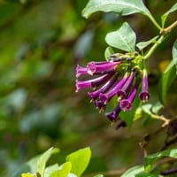 الياسمين البنفسجي • ٦٠-٨٠ سم • توصيل لجميع المحافظات