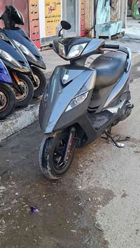 ثعلب • رصاصي • الحريه الاولى