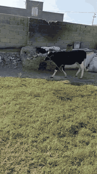 سلام عليكم حولي العدد ٢ العنوان الرمانه البعبيد *********** يرهم مراوس حسب حسب الغناعه
