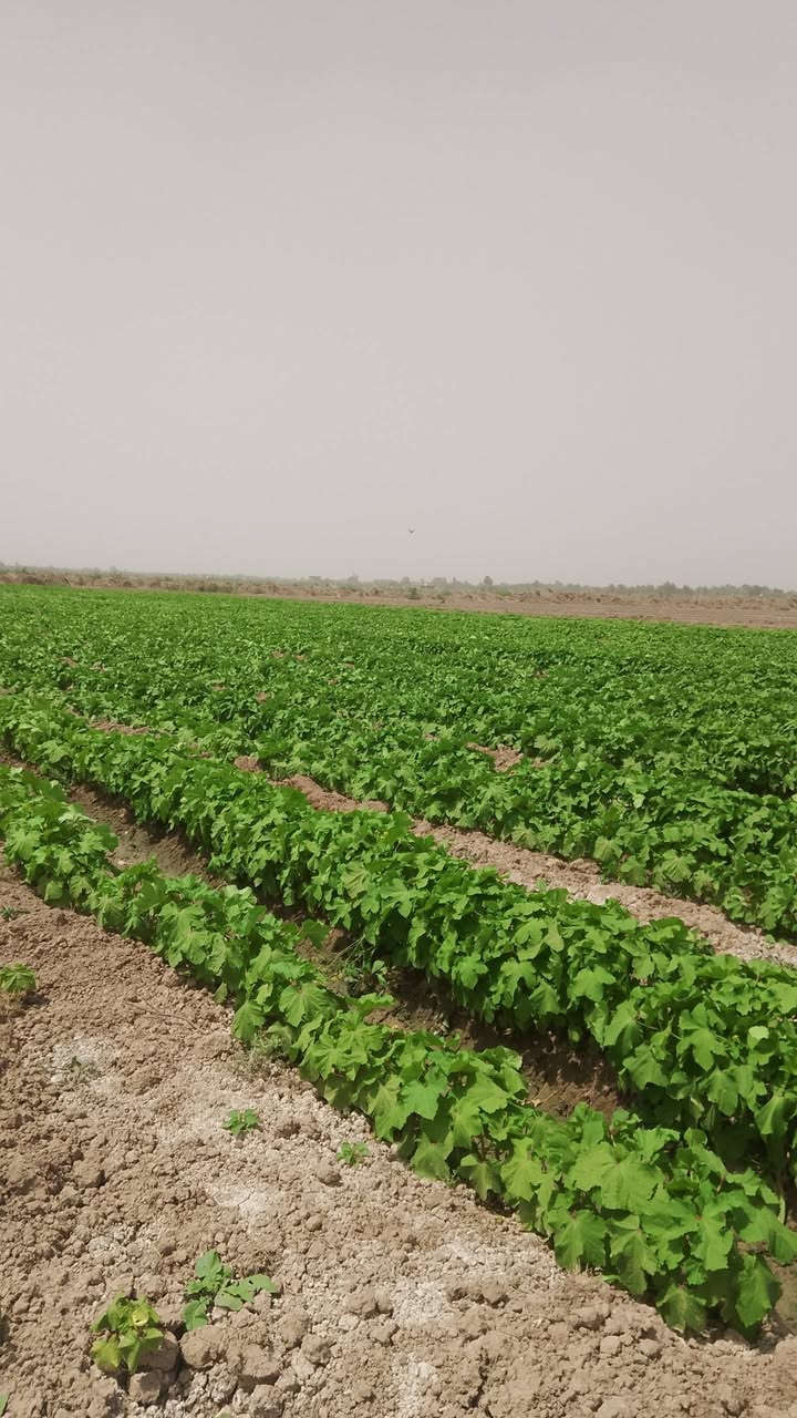 بابيه درجه اوله السعر ٦٠الف المكان تاج الدين الحفريه ***********
