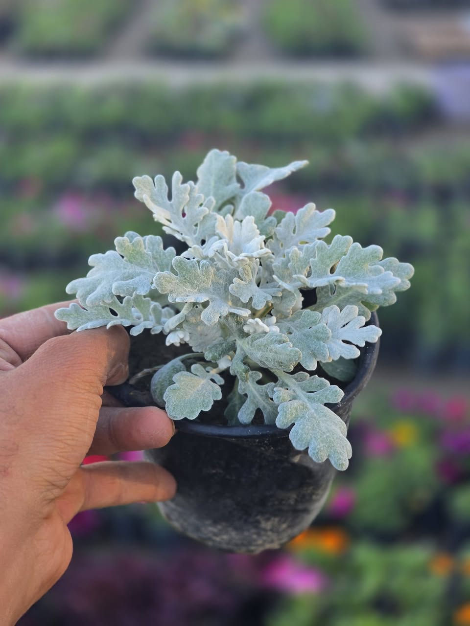 "جديدنا في مشتل الرفاعي 🌿🌹"
​وصلت الآن تشكيلة واسعة ومميزة من:
​الأزهار الموسمية: ألوان تضفي بهجة فورية.
​النباتات الدائمية: خضرة وجمال يدوم طويلاً.
​✅ ألوان زاهية | ✅ جودة عالية | ✅ أسعار مناسبة
✅ سعر الشتلة [ 500 . دينار ]
​📍 الموقع: [مجاور قرية القائد/ قرب فرع سيد احمد]
📞 للاستفسار: [***********]
                       [ ***********]
​حيّاكم الله، نتشرف بزيارتكم .
