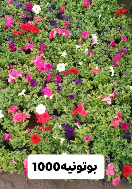 السلام عليكم 
متابعين مشتلنا الا عزاء
متوفر مجموعة كبيرة ومتنوعة من الاشجار والورود في مشتلنا بسعار مناسبه ‏

العنوان.
الديوانية// قضاء الدغارة // الحي العسكري
للحجز والاستفسار الاتصال على الرقم التالي
*********** انور الشباني
*********** إيهاب الشباني
