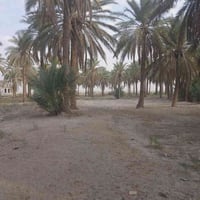 أرض زراعي • أبي غريب • سند ٢٥