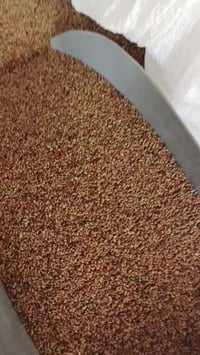 بذور جت • درجة أولى • أبو غريب الحصوة