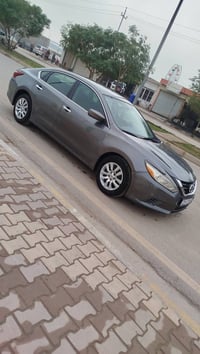 التيما • ٢٠١٧ • جلولاء