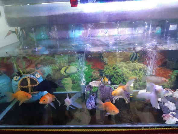 السلام عليكم 
للبيع 
حوض اسماك عمل ١٢٤ سم في ٤٠ سم مع جميع ملحقاته يحتوي على ١١ سمكة كناس واحد كوراني عدد ٢ كولد عدد ٨ 
السعر ٧٥ الف 
عنوان حي العسكري قرب مركز الشرطة 
***********
