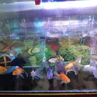 حوض اسماك • ١٢٤×٤٠ سم • حي العسكري