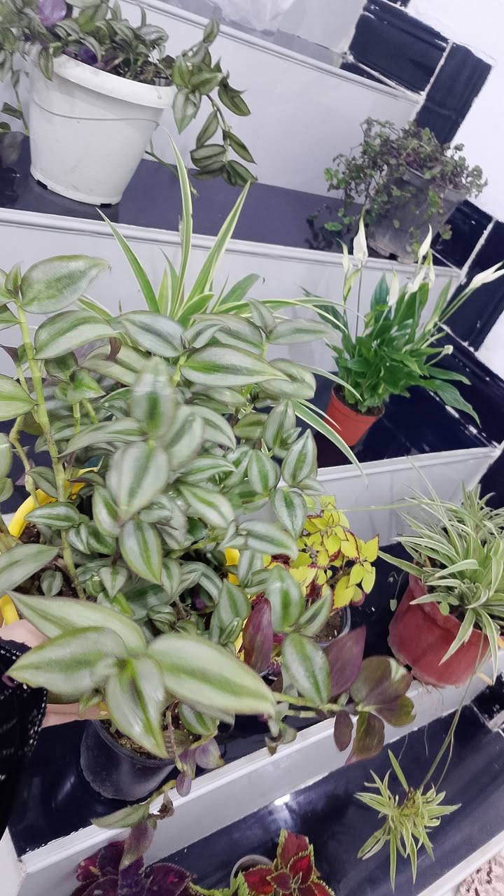 اجمل نباتات الضليه بأنسب الاسعار
يوجد لدنيا خدمه توصيل لجميع المناطق ٣ الف فقط 
لل استفسار مراسلة الصفحه


**إذا كنت صاحب هذا الإعلان وتريد حذفه لأي سبب، رجاءا أرسل رسالة إلى الدعم الفني**