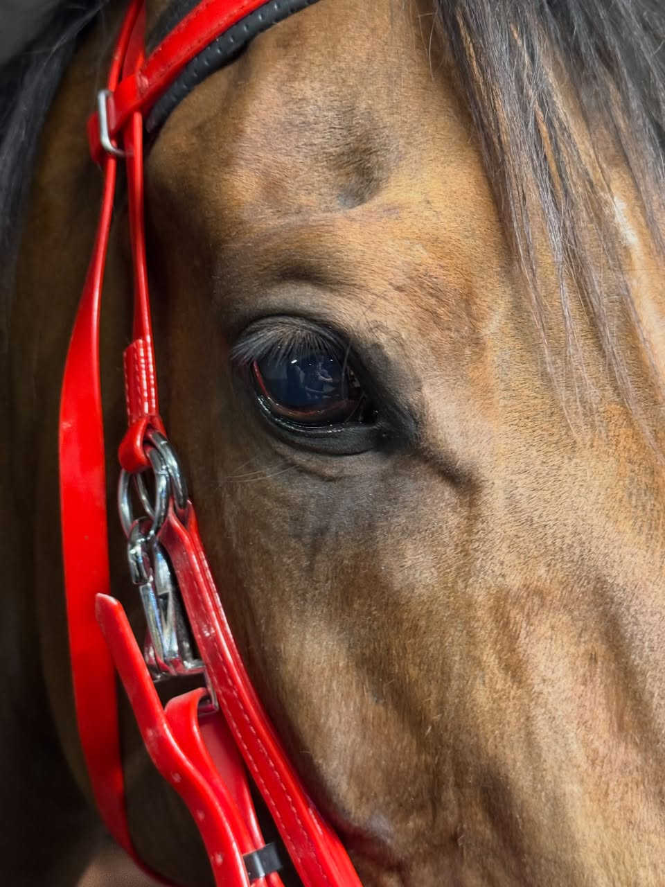 Longines 
Conquest Chronograph Leather 2016 
#used like new


**إذا كنت صاحب هذا الإعلان وتريد حذفه لأي سبب، رجاءا أرسل رسالة إلى الدعم الفني**