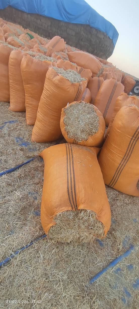 السلام عليكم ورحمه الله وبركاته تبن حنطه مطحون درجه اولى نضيف ابيض وناعم القياس 80*110 
للاستفسار الاتصال على الرقم التالي ***********
