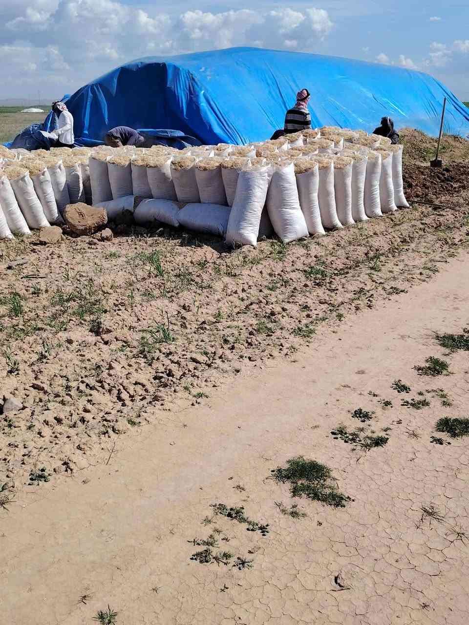 تبن دراسه درجه اوله حته حنطه بي واصل  حجم الكيس 55  اتصل***********
***********
