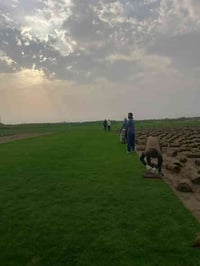 المنضر الاخضر لجميع انواع الثيل  توصيل متوفر لجميع المحافظات العراق  ل...