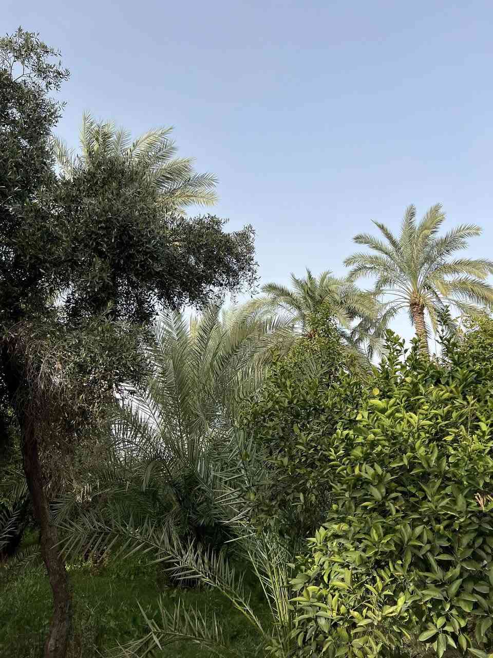 بستان للبيع المدائن الورديه  قرب مدرسة المسعودي مساحه 5 دونم واجه 50متر ونزال 250متر طابو ملك صرف تحتوي على اشجار نخيل وحمضيات وزيتون وجميع اشجار ودار استراحه موقع جدا مميز على تبليط خدمات كامله ماء اساله وماء سقي وكهرباء شارع جدا هادئ تصلح سكن او دار استراحه  جنس الارض طابو ملك صرف 
متوفر دوانم بكافة مساحات اي شخص عنده دوانم للبيع يتواصل ويانا استفسار اتصال او واتساب 
***********
