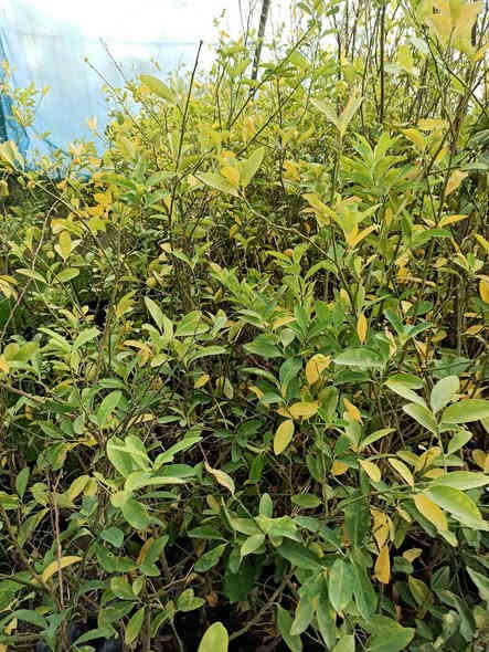 توفرت أشجار الحمضيات 🍋🍊
أحجام مختلفة وجودة عالية جاهزة للزراعة 🌱
📌 متوفرة الآن في بابونج ستور 🌼
للطلب: ***********
