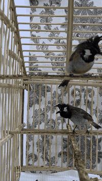 السلام عليكم متوفر من هاي البلابل الهملايا الي يريد منهن يتواصل رقمي ***********
