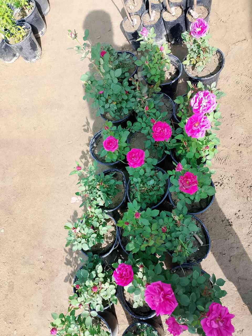 (تفليش الاسعار)!.......
مشتل الأنوار 🌻 🌷 
توفر نارنج حجم كبير سندان وبس ب4الف 
توفر نارنج حجم كبير جيس بس ب2الف 
توفر جوري عراقي ابو العطر بس ب3الف
العنوان واسط صويره شارع العام مجاور مجمع أبو زهراء للسيراميك 🌷🌻


**إذا كنت صاحب هذا الإعلان وتريد حذفه لأي سبب، رجاءا أرسل رسالة إلى الدعم الفني**