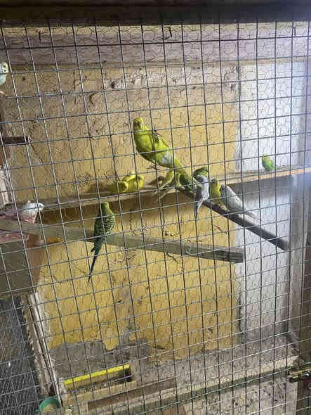 طيور حب هولنديات للبيع سعر خاص اوتصال ***********
