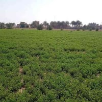 دونم و٥٠٠م • واجهية ٤٠م • ابوغريب الفارس