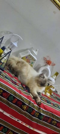 هملايا • نثية • ما بيها مرض