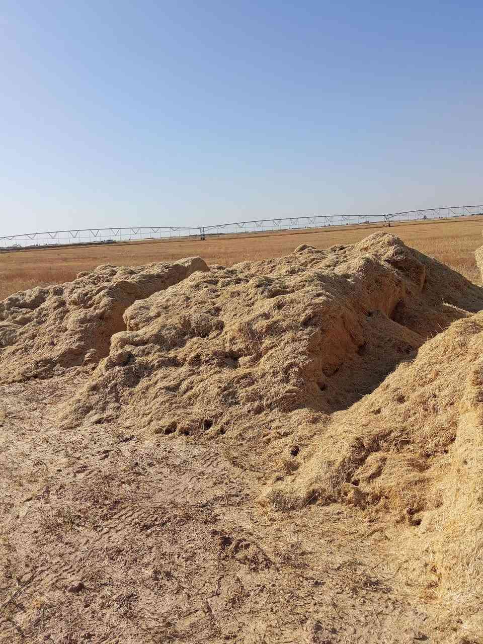 يوجد تبن للبيع مال السنه ***********
