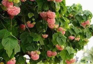 على بركة الله توفرت شتلات الثريا لاصحاب المشاتل والمزارع ارتفاع مترين ونص الى متر  محرك وجاهز للاستفسار ***********
