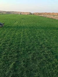 ثيل هندي • ثيل ايطالي • تركيب وتوصيل