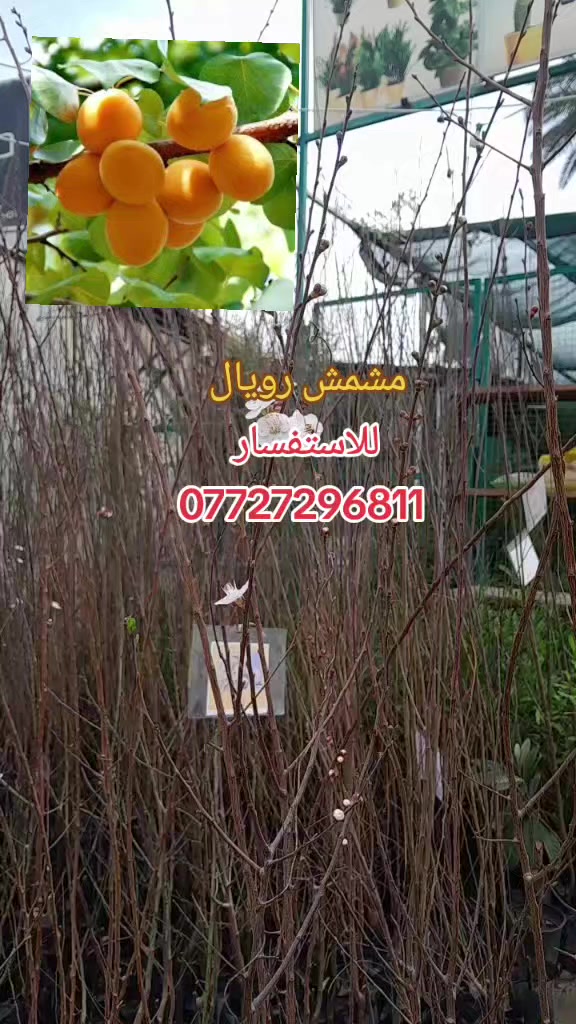 احصل الآن على شتلات مشمش مطعمة فاخرة بطول 2 متر، جاهزة للغرس والإنتاج السريع في حديقتك.
​📍 العنوان: بغداد الكريعات 
📞 للتواصل: ***********
​#مشمش #شتلات #زراعة  #نباتات 
#أشجار_مثمرة #أكسبلور #مشاتل 
#مشتل_حجي_لؤي
