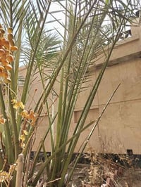 فرخ برحي • البصرة القبلة • حي المهندسين