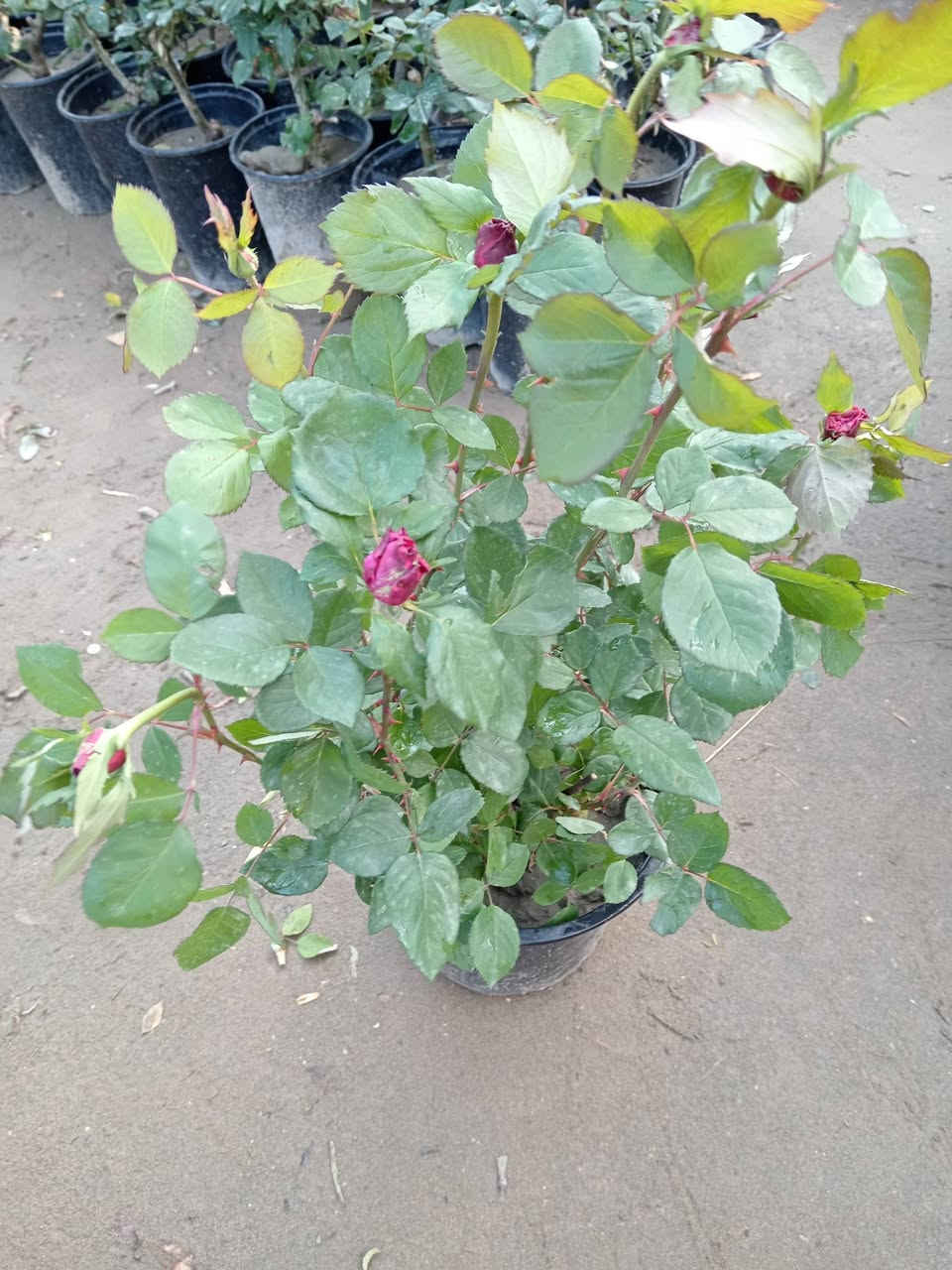 ما شاء الله ♥

متوفر جوري سلطاني عطري 😍 

احجام كبيرة جدا ما شاء الله 

السعر 6.000 الاف فقط 😍

الحجم الصغير سعرة 3.000 الاف فقط 😍

#العنوان_القائم_حصيبة 
شارع ابو رندة القديم شارع صيدلية النبع مقابل قرطاسية ديار الأمل 

الإتصال *********** مشتل ابوبكر
