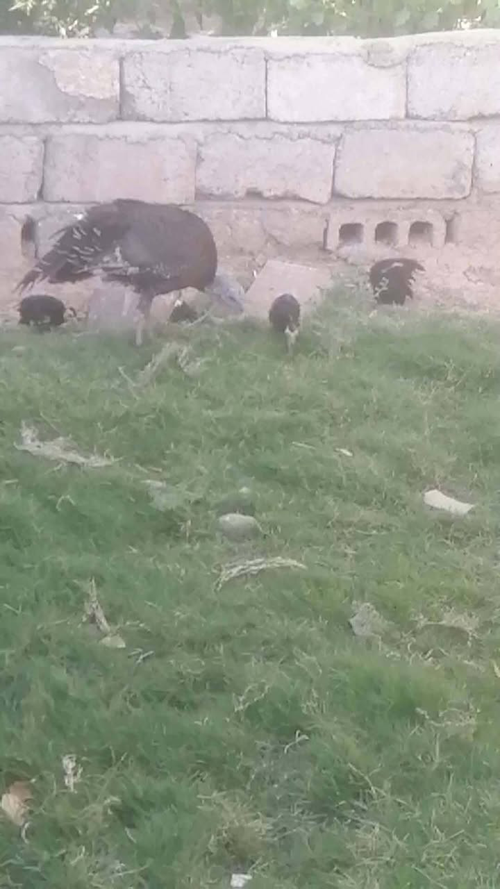 السلام عليكم
بصراويه ورها ٣ صواصي عمرهن شهر
سعر ٧٠
وبطه مصريه ورها ١٦صوصي عمرهن سبوع
سعره ٨٠
مكاني جنوب موصل
ناحية حمام العليل


**إذا كنت صاحب هذا الإعلان وتريد حذفه لأي سبب، رجاءا أرسل رسالة إلى الدعم الفني**