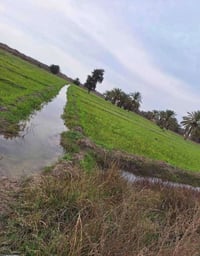 ٤ دوانم • الشيخ عامر • طابو سند ٢٥