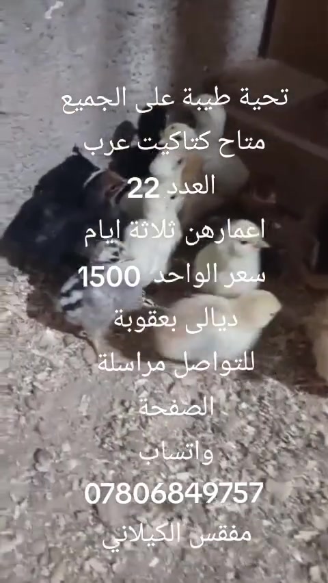 سلام عليكم ورحمة الله وبركاتة 
متاح كتاكيت عرب 
اعمارهن ثلاثة ايام سعر الواحد 1500
ديالى بعقوبة 
للتواصل مراسلة الصفحة 
واتساب ***********
